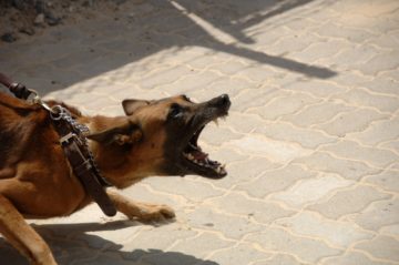 What is the California dog bite law?